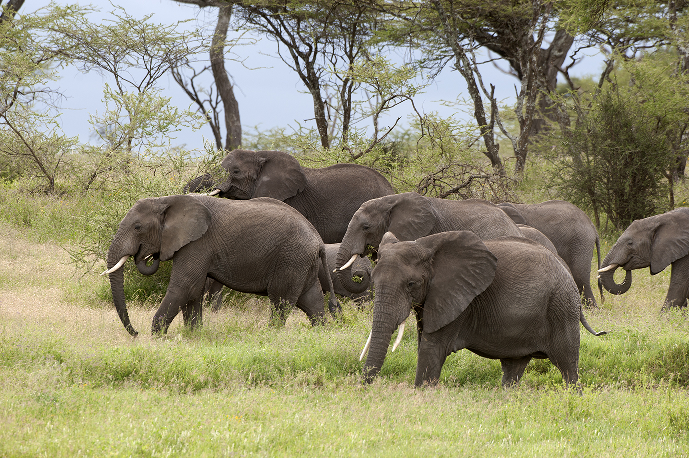 Elefantes en la sabana de Tanzania