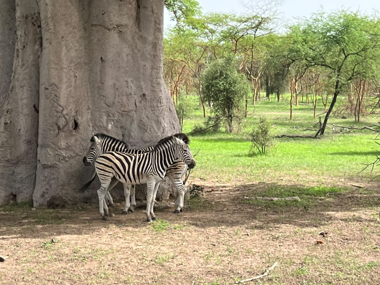 Fauna Senegal