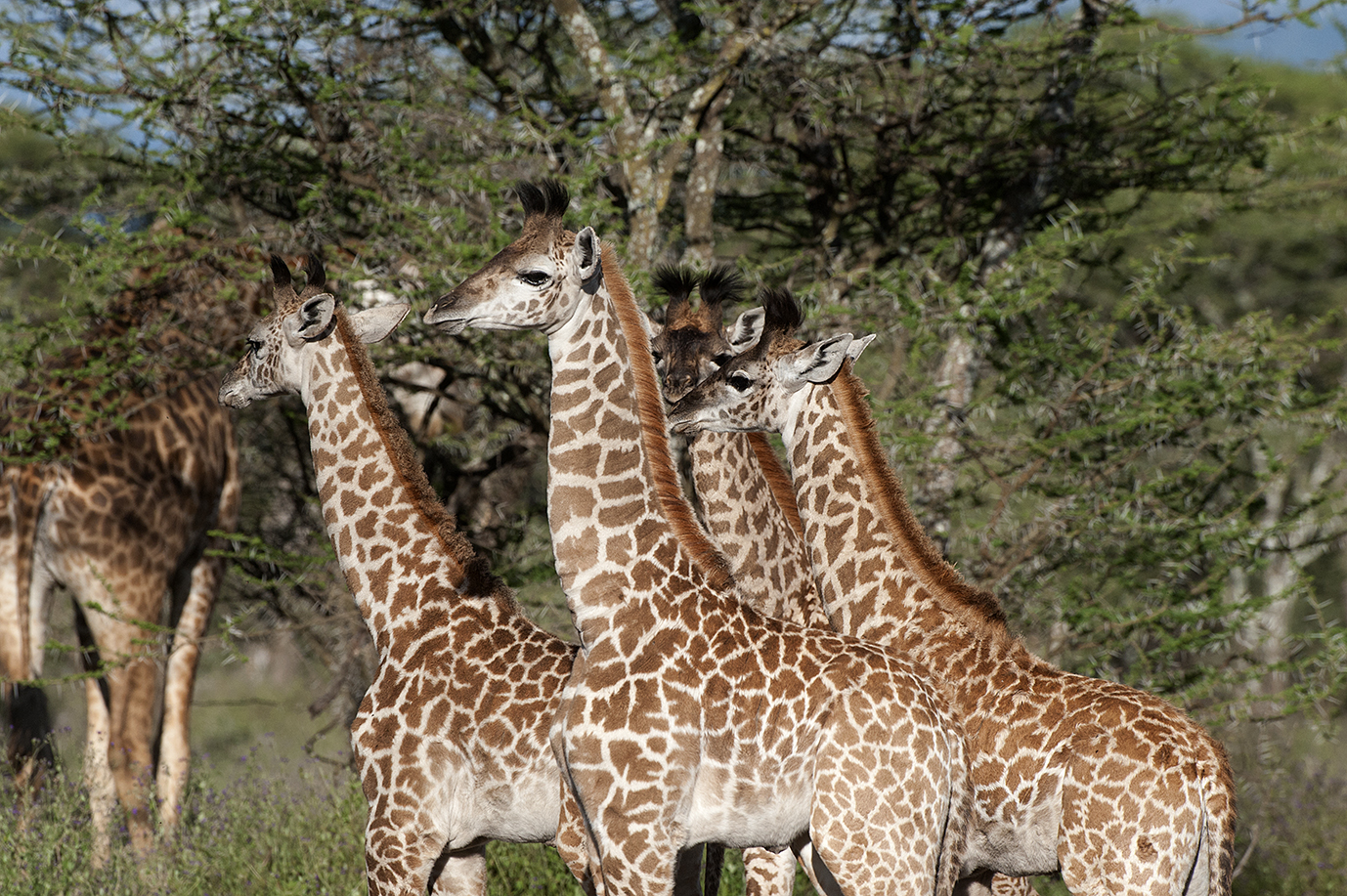 Jirafas en safari en Tanzania
