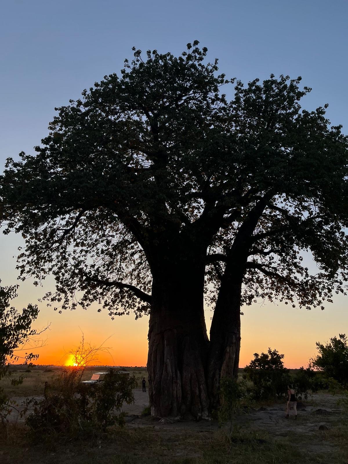 atardecer en botswana