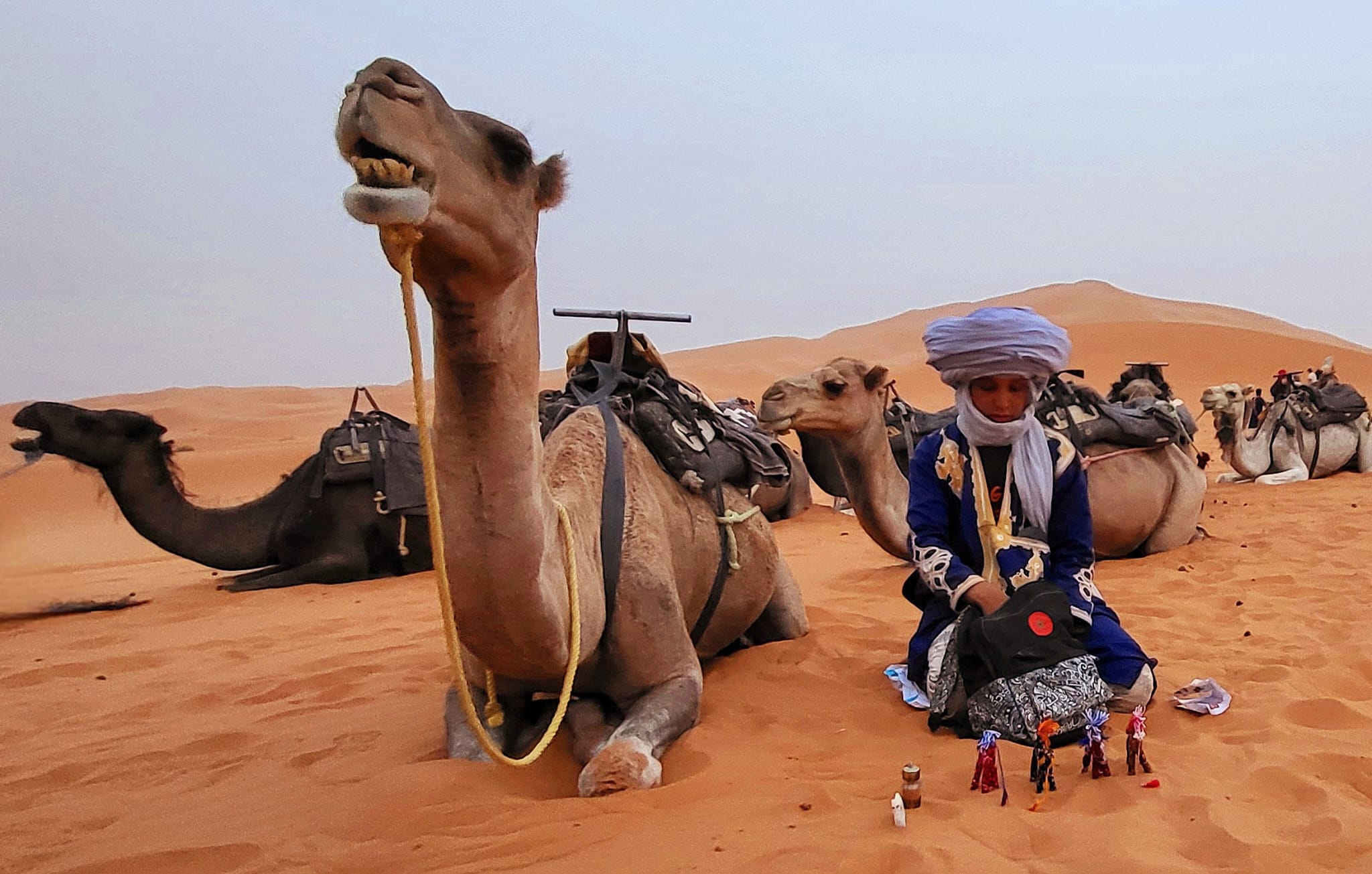 camellos de desierto