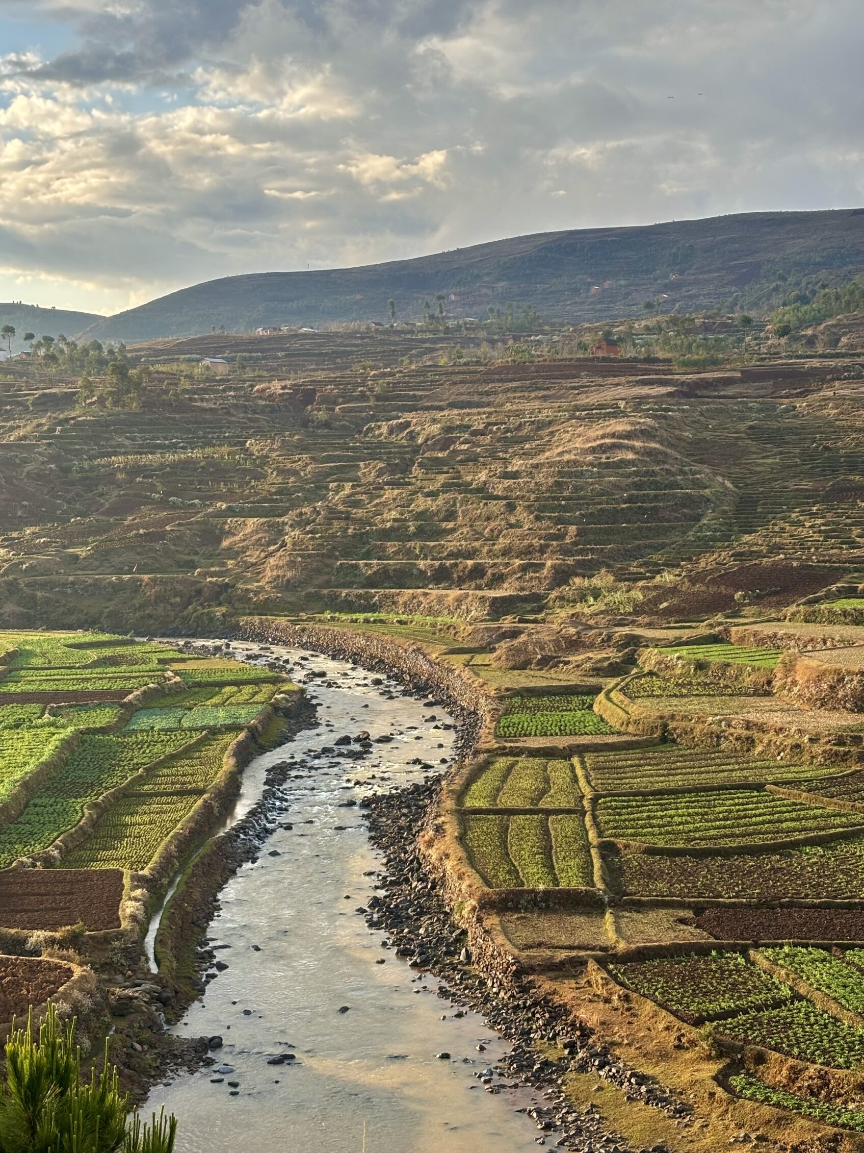 campos de arroz en madagascar
