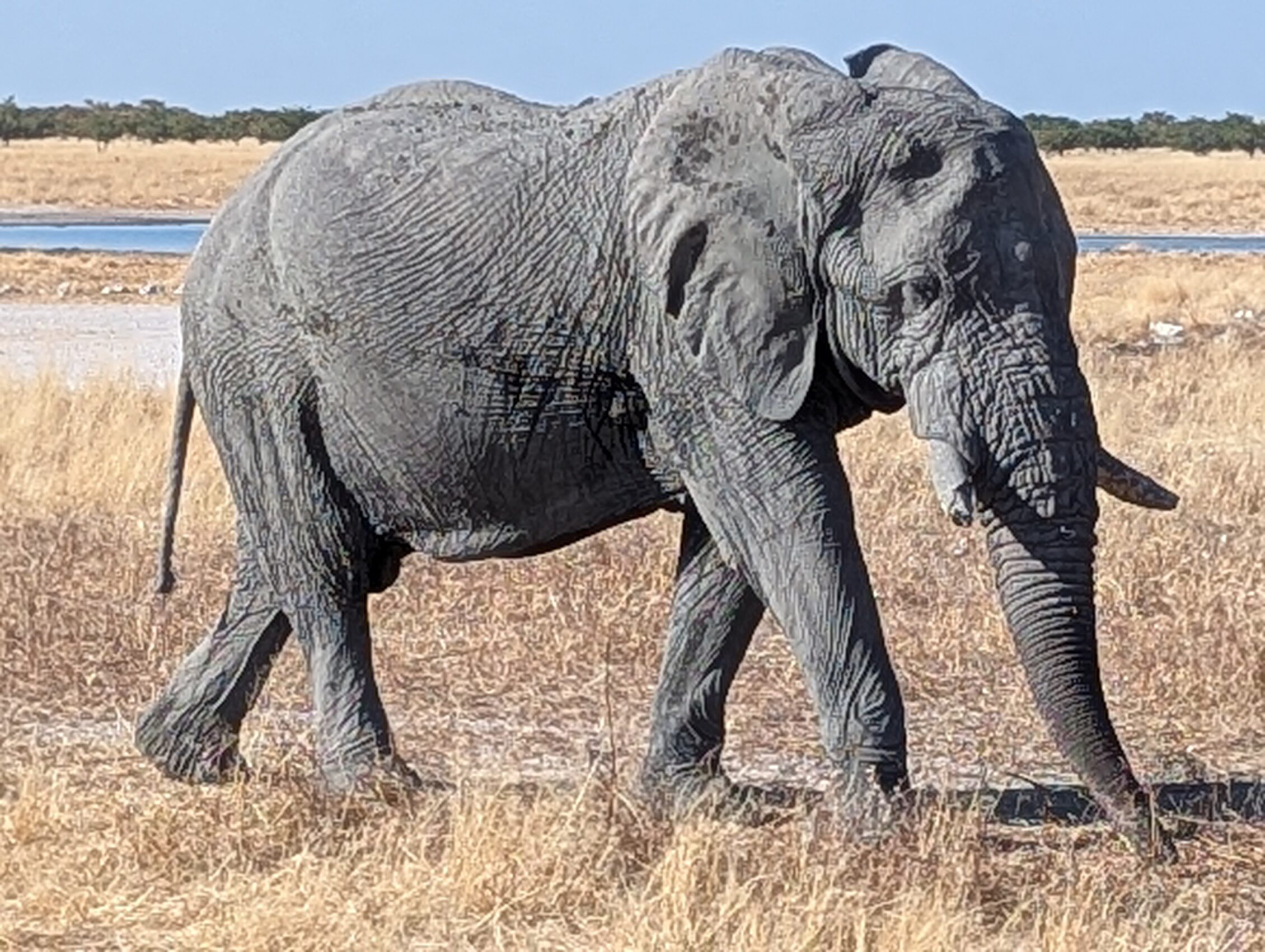 elefantes de namibia