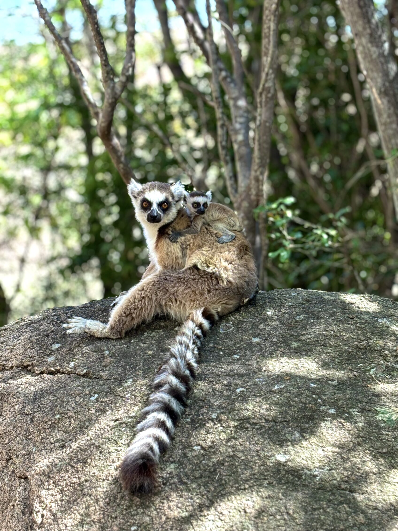 lemur de madagascar