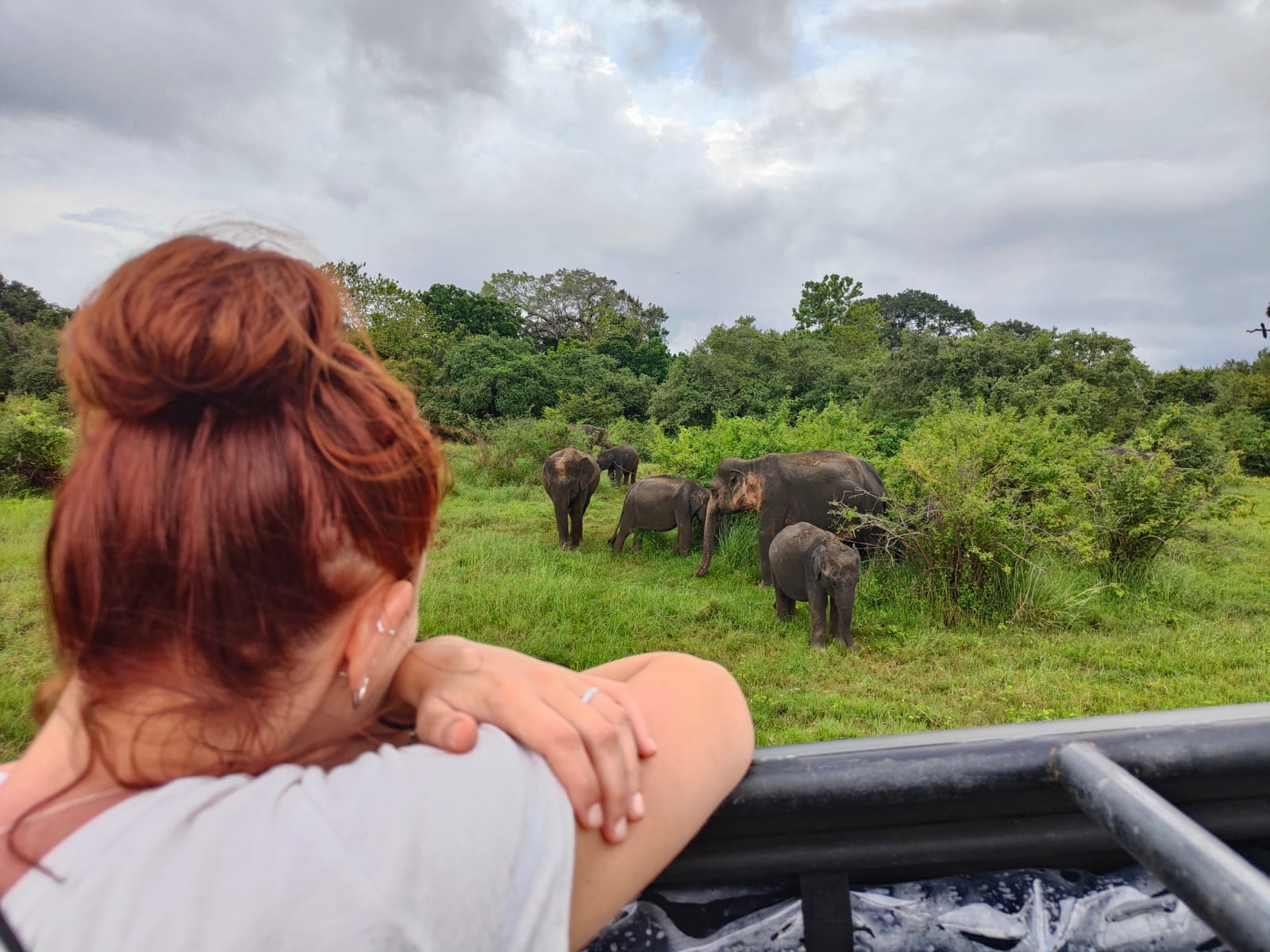 safari con elefantes en sri lanka