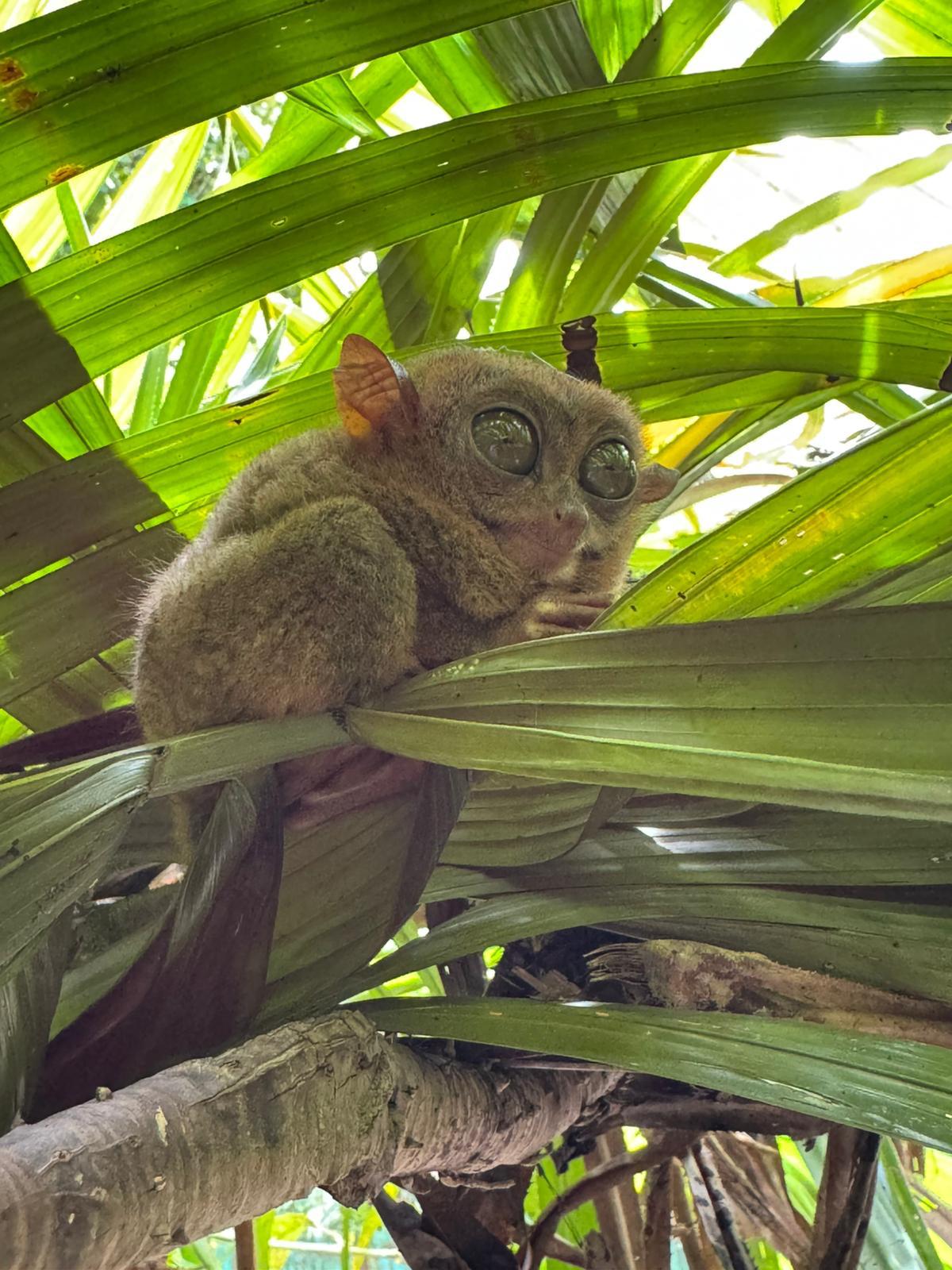 tarsier en filipinas